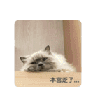 ドビーの日常生活（個別スタンプ：7）