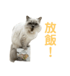 ドビーの日常生活（個別スタンプ：11）