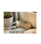 ドビーの日常生活（個別スタンプ：16）