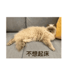 ドビーの日常生活（個別スタンプ：17）