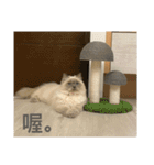 ドビーの日常生活（個別スタンプ：19）