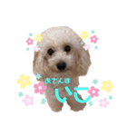 ❤️Chloe's Family❤️あいさつ編（個別スタンプ：14）