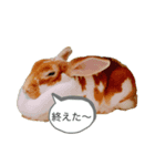 ウサギのねぎちゃん（個別スタンプ：2）