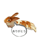 ウサギのねぎちゃん（個別スタンプ：3）
