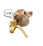 ウサギのねぎちゃん（個別スタンプ：4）