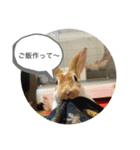 ウサギのねぎちゃん（個別スタンプ：5）