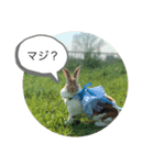 ウサギのねぎちゃん（個別スタンプ：7）