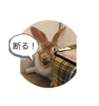ウサギのねぎちゃん（個別スタンプ：8）