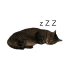 animal family .（個別スタンプ：4）