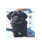 毒を吐くいっぬ。（個別スタンプ：1）