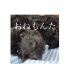 毒を吐くいっぬ。（個別スタンプ：3）