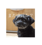 毒を吐くいっぬ。（個別スタンプ：4）