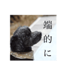 毒を吐くいっぬ。（個別スタンプ：5）
