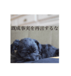 毒を吐くいっぬ。（個別スタンプ：7）