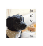 毒を吐くいっぬ。（個別スタンプ：8）