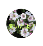 ゆきちゃんスタンプ15（個別スタンプ：4）