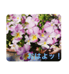 ゆきちゃんスタンプ15（個別スタンプ：12）