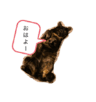 くぅ『猫』（個別スタンプ：1）