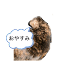くぅ『猫』（個別スタンプ：2）