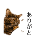 くぅ『猫』（個別スタンプ：5）
