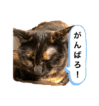 くぅ『猫』（個別スタンプ：10）