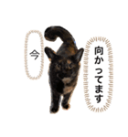 くぅ『猫』（個別スタンプ：12）