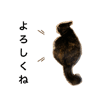 くぅ『猫』（個別スタンプ：13）