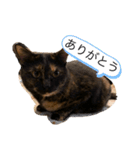 くぅ『猫』（個別スタンプ：15）