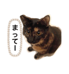 くぅ『猫』（個別スタンプ：19）