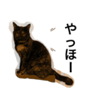 くぅ『猫』（個別スタンプ：20）