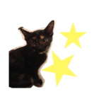 くぅ『猫』（個別スタンプ：22）
