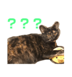 くぅ『猫』（個別スタンプ：23）