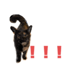 くぅ『猫』（個別スタンプ：24）
