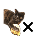 くぅ『猫』（個別スタンプ：26）