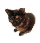 くぅ『猫』（個別スタンプ：29）