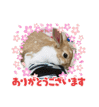 ラビちゃんず（個別スタンプ：2）