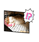 ラビちゃんず（個別スタンプ：6）