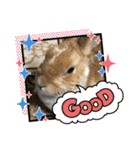 ラビちゃんず（個別スタンプ：7）