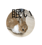 ラビちゃんず（個別スタンプ：16）