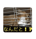 ラビちゃんず（個別スタンプ：17）