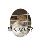 ラビちゃんず（個別スタンプ：20）