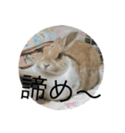 ラビちゃんず（個別スタンプ：21）