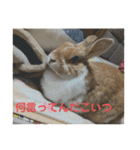 ラビちゃんず（個別スタンプ：22）