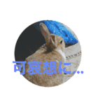 ラビちゃんず（個別スタンプ：23）