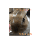 ラビちゃんず（個別スタンプ：25）