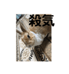 ラビちゃんず（個別スタンプ：27）