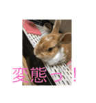 ラビちゃんず（個別スタンプ：28）