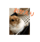 ラビちゃんず（個別スタンプ：29）