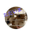 ラビちゃんず（個別スタンプ：30）