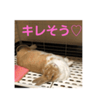 ラビちゃんず（個別スタンプ：35）